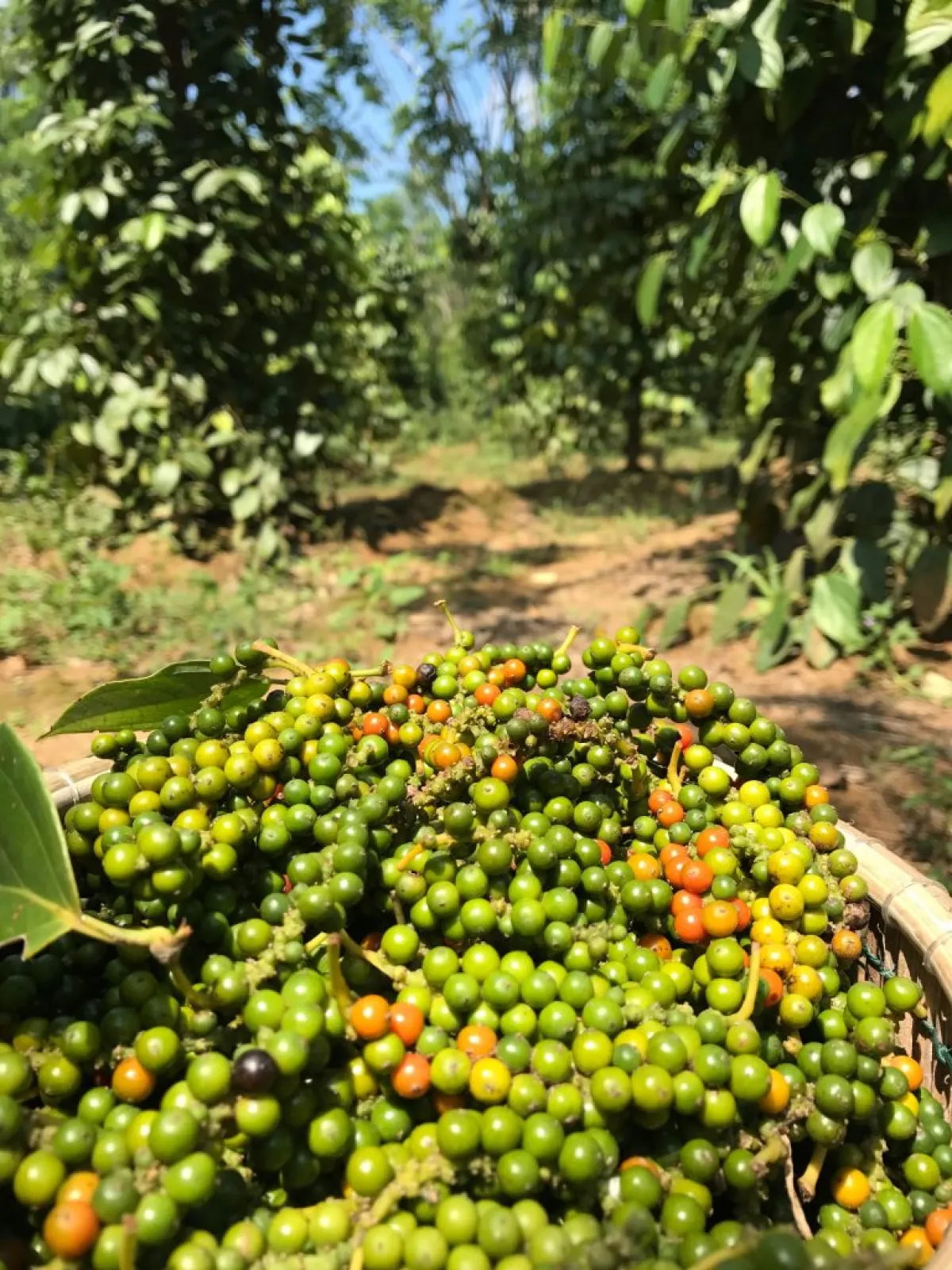 Pepper Basket of green berries with a natural outdoor back groundarm , Peppercorns 
